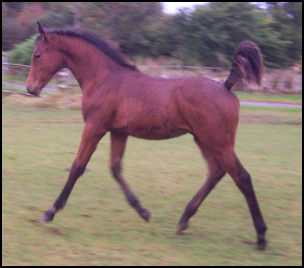 Blacklaw Intrepid stunning colt for sale